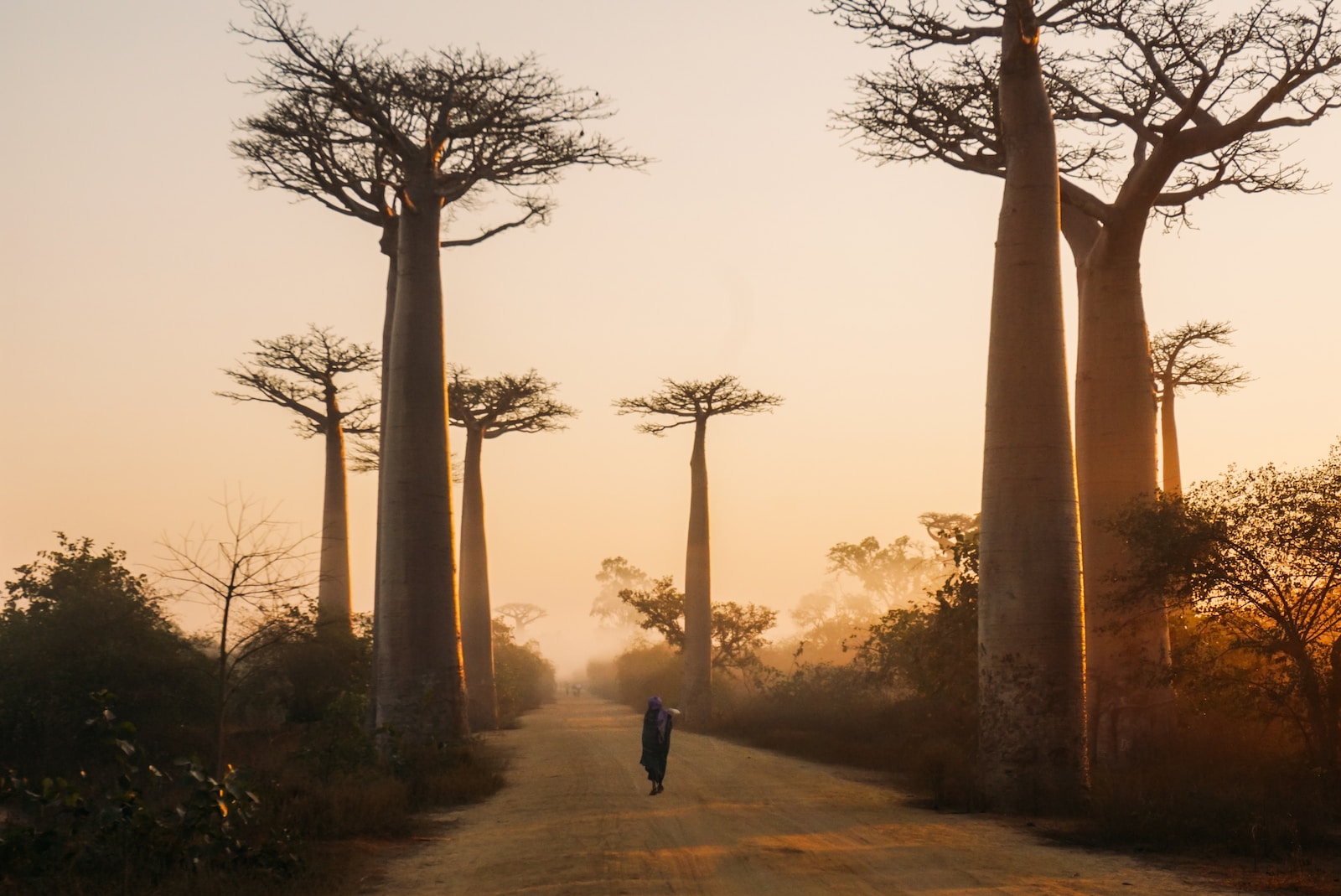 Visiter Madagascar : Une aventure extraordinaire au cœur de la biodiversité et des splendides panoramas