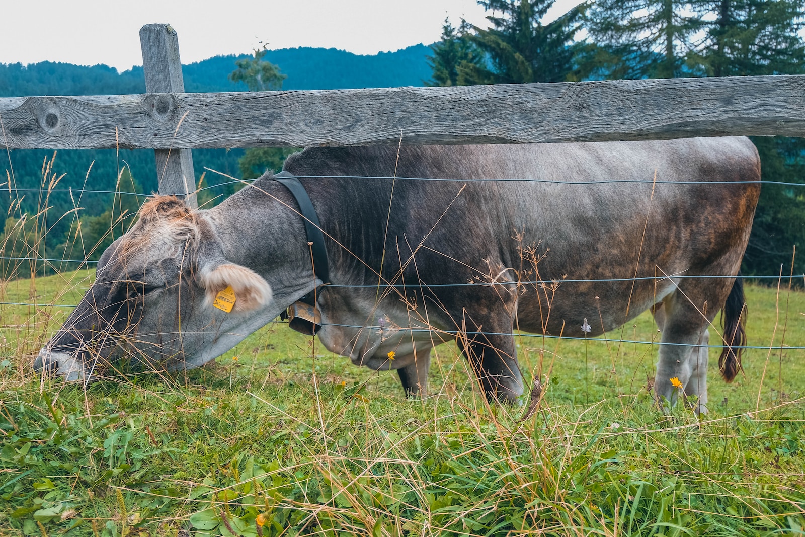 L’élevage du futur: méthodes innovantes et durables pour les animaux domestiques et l’agriculture