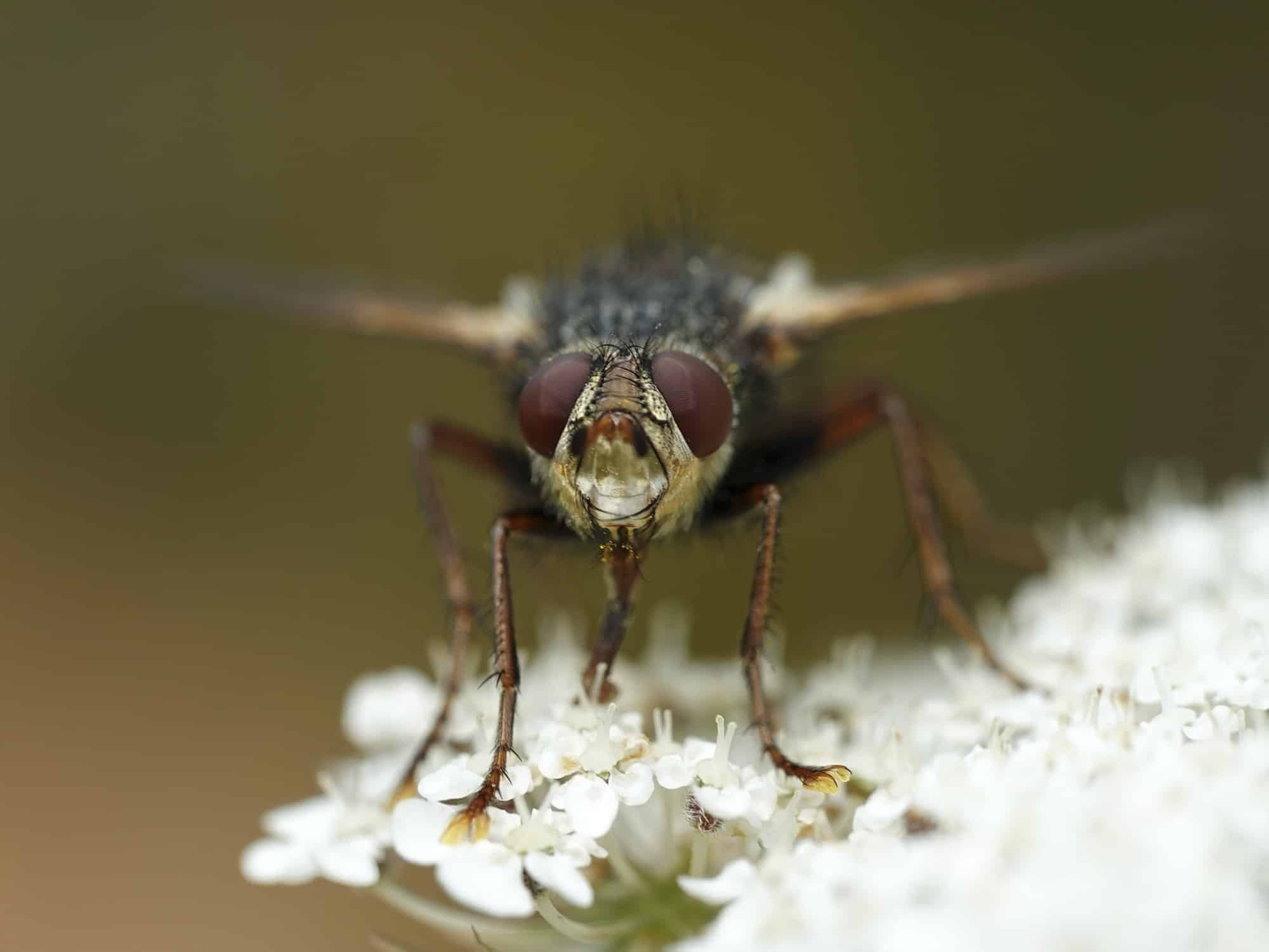 Nid de mouche : méthodes efficaces pour s’en débarasser