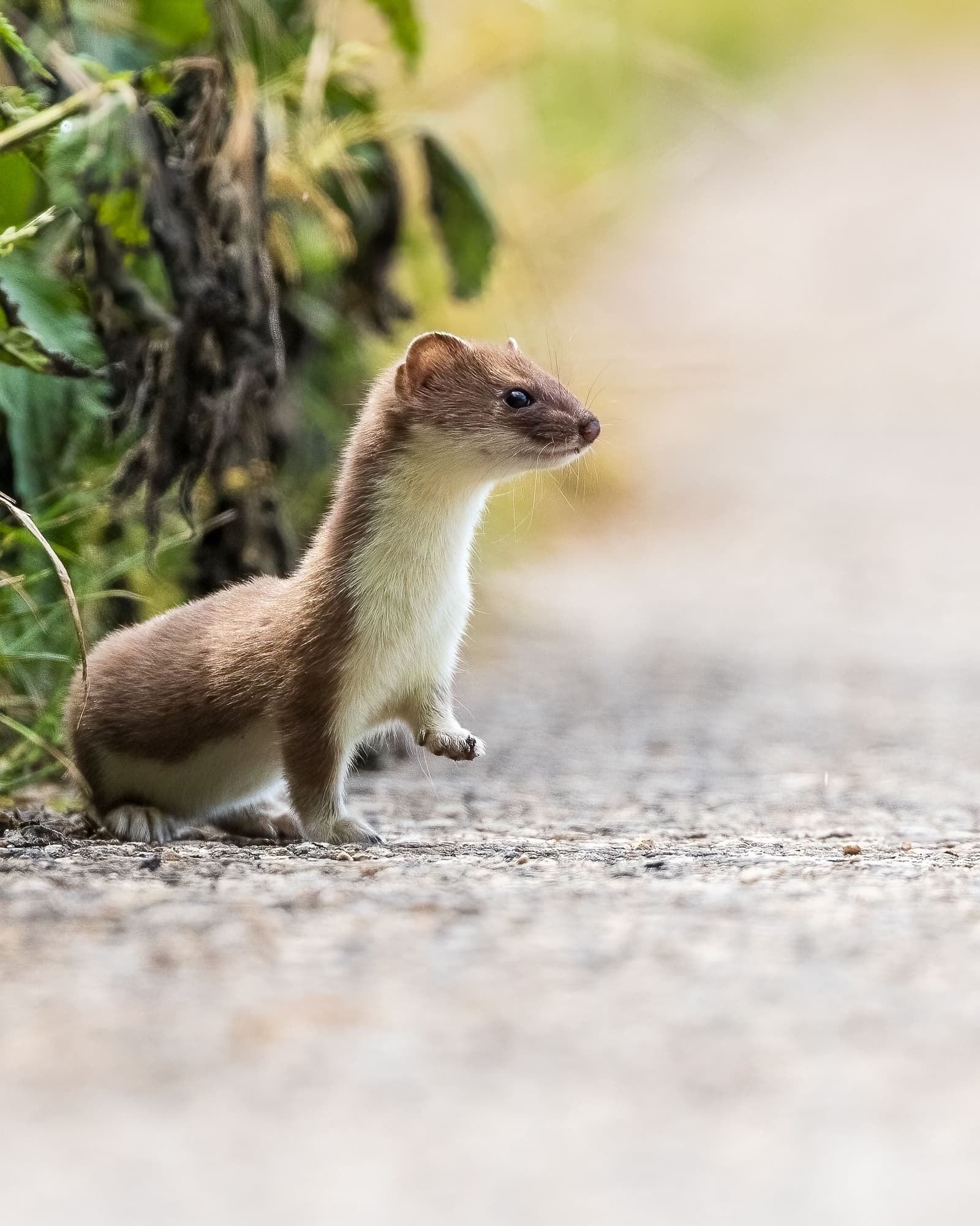 Comment identifier les crottes de fouine dans un grenier ?